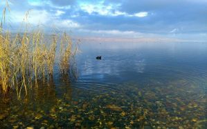 SVĚTOVÝ DEN MOKŘADŮ 2023 - KOMENTOVANÁ  ORNITOLOGICKÁ VYCHÁZKA JEZERO MOST - 4. 2. 2023