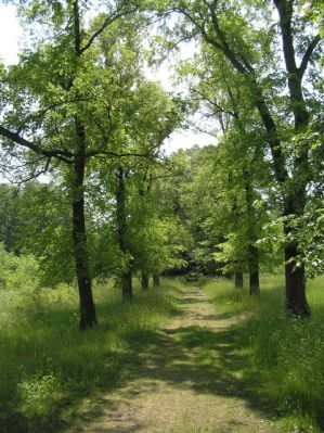 ULMENALLEE IN DUCHCOV