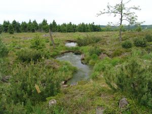 PŘÍRODNÍ REZERVACE GEORGENFELDER HOCHMOOR